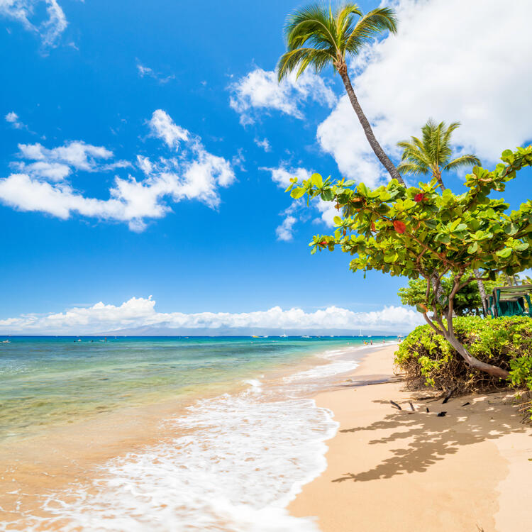 Klares, sonniges Wetter am Kāʻanapali Beach mit Palmen und sanften Wellen, Maui, Hawaii.