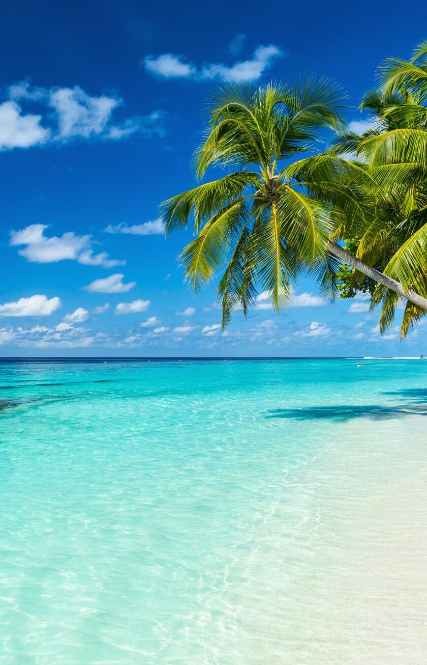 tropischer Strand mit Palmen und türkisblauem Meer