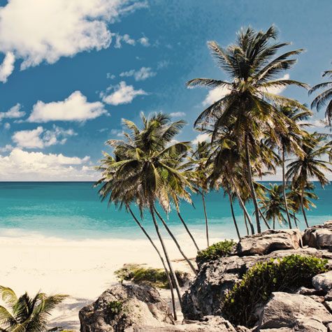 Ein traumhafter weißer Sandstrand mit Palmen auf Barbados