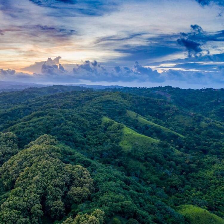 Tobago Main Ridge Forest Reserve Tobago Main Ridge Forest Reserve