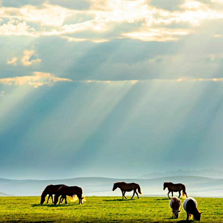 Mongolei Grasland & Steppe