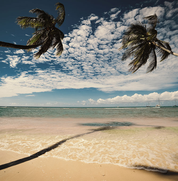 Strand mit Palmen