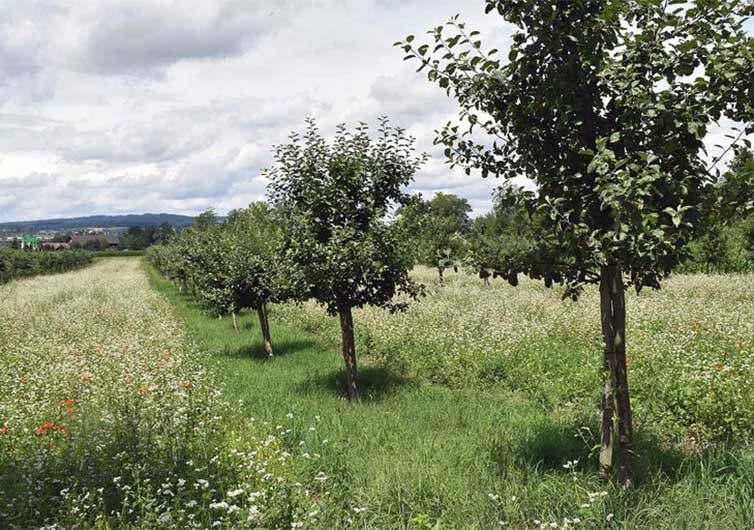 Agroforestry Agroforestry landscape with rows of young trees and wildflowers in a green field under a cloudy sky.