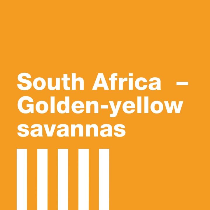 Striped week. South Africa. Golden-yellow Savannas.