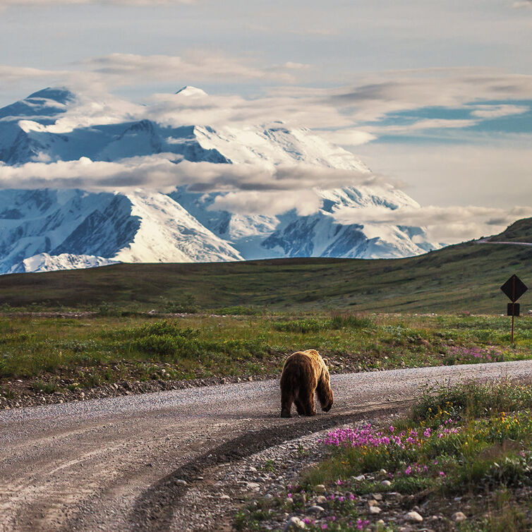 Landscape in Denali National Park, Alaska, with snow-capped mountains in the background.