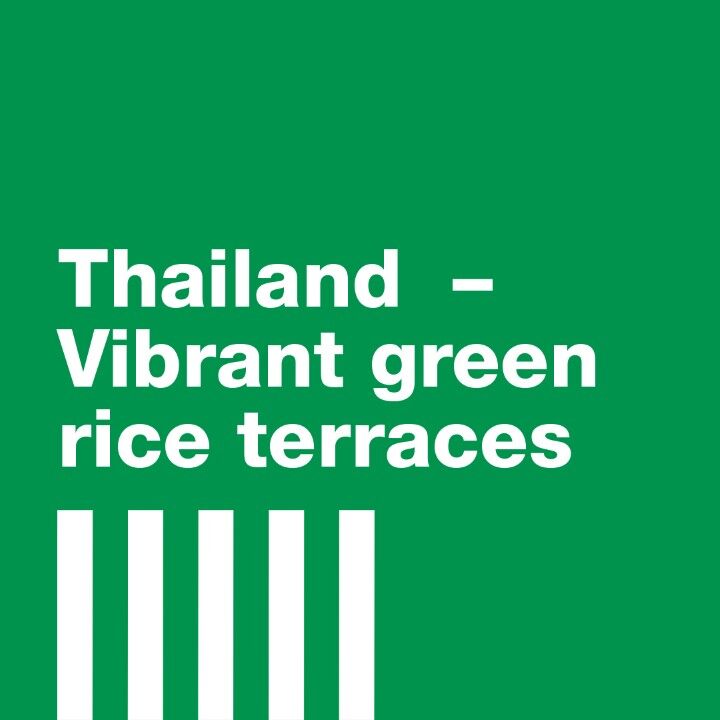 Striped week. Thailand. Vibrant green rice terraces.