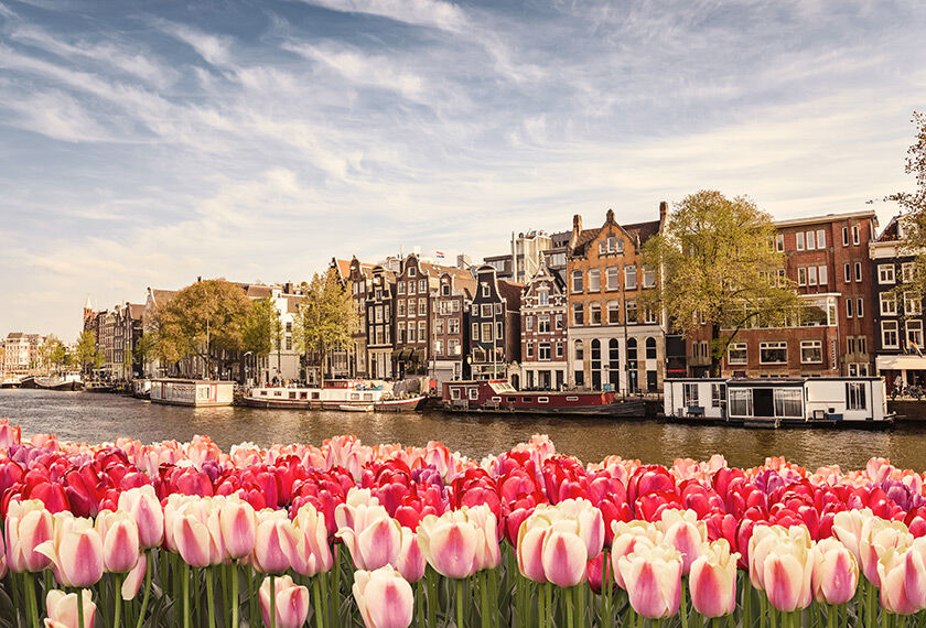 Scenic view of an Amsterdam canal lined by buildings, with pink tulips in the foreground.